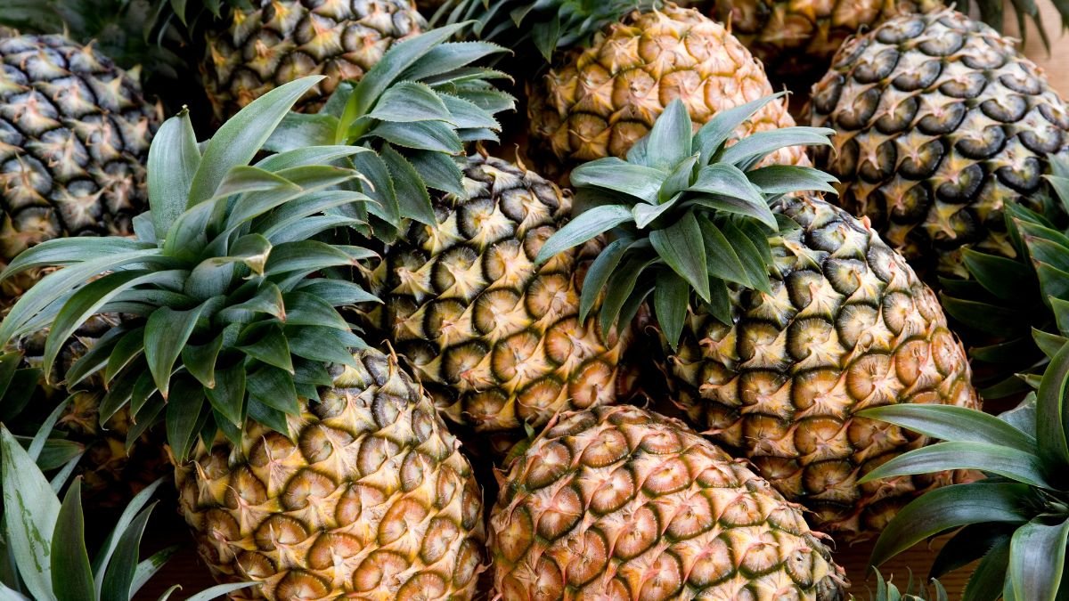 Eine Ansammlung frischer Ananas mit grünen Blättern und unterschiedlichen Reifegraden.