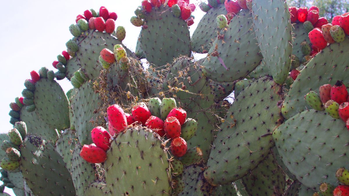 Ein Nopal-Kaktus mit leuchtend roten und grünen Früchten, die Vitalität symbolisieren.