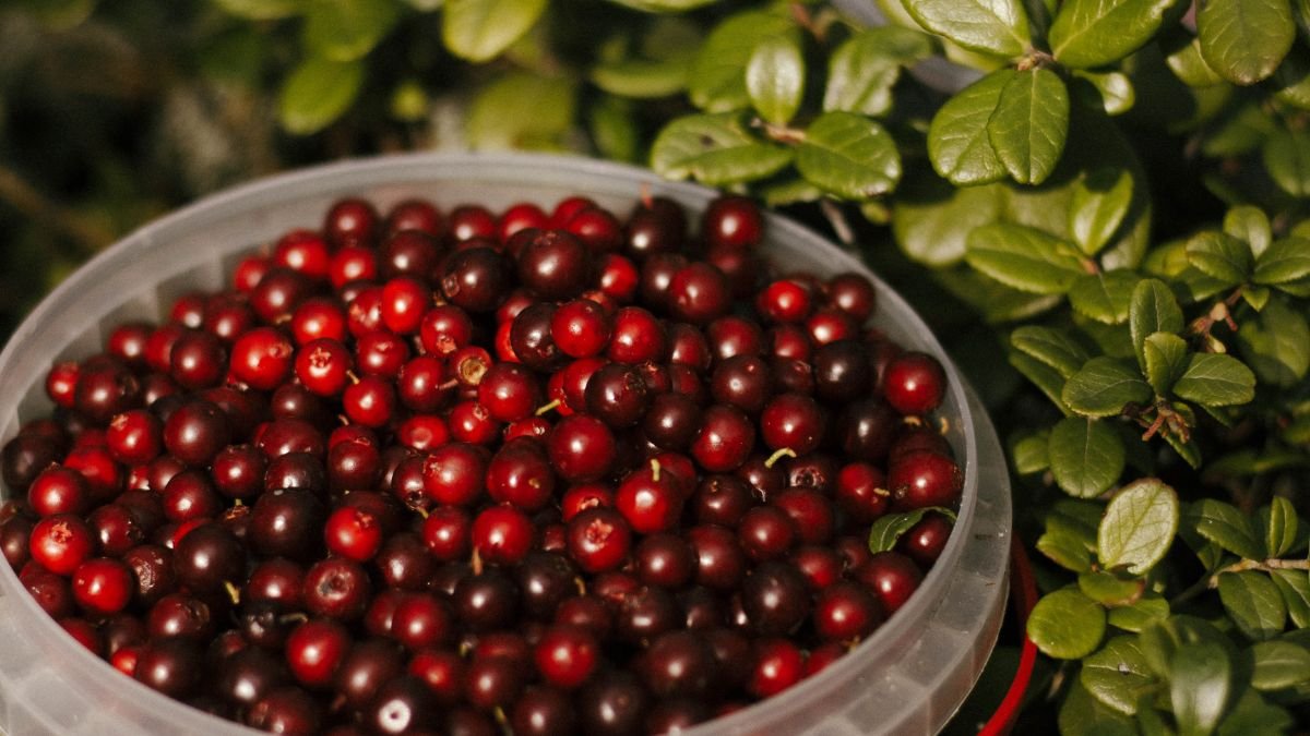 Eine Schüssel mit getrockneten Preiselbeeren, umgeben von grünen Blättern.