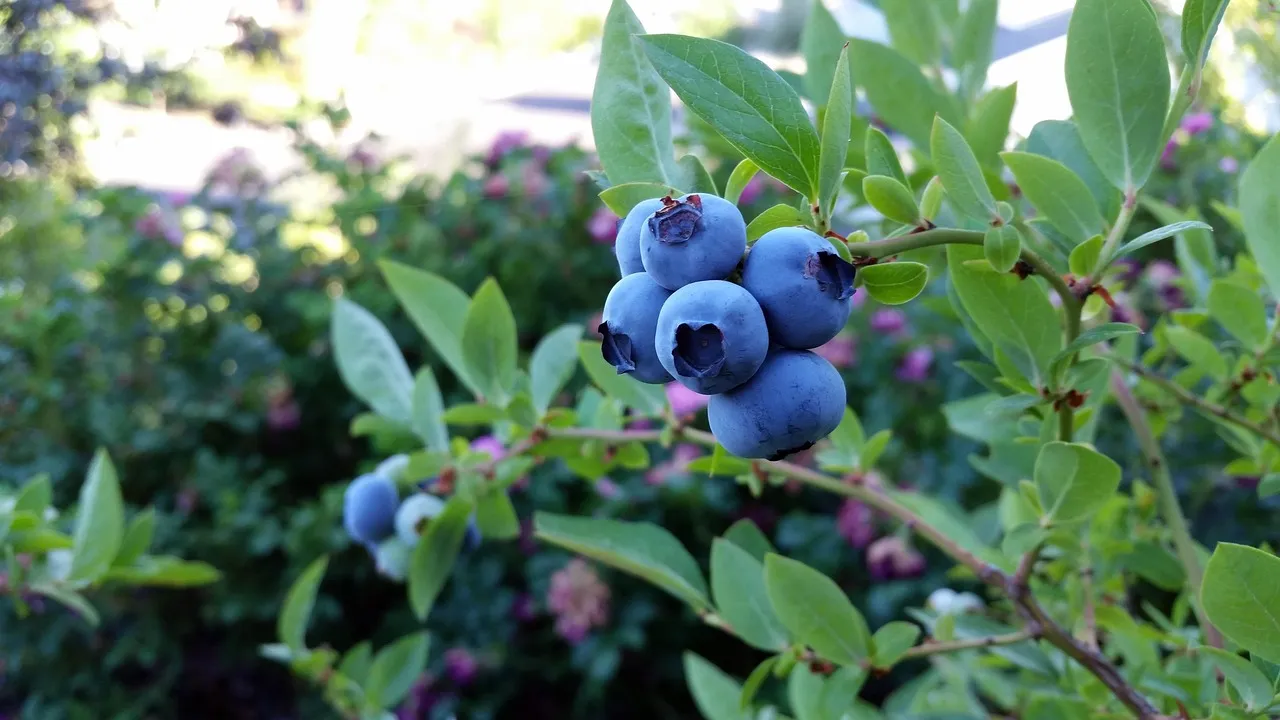 Frische Heidelbeeren wachsen an einem Strauch, umgeben von grünen Blättern.