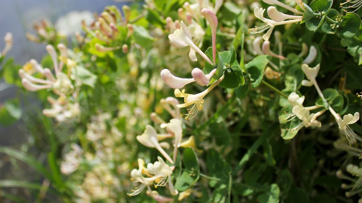 Nahaufnahme von blühendem Jericho-Geißblatt mit zarten, hellen Blüten.