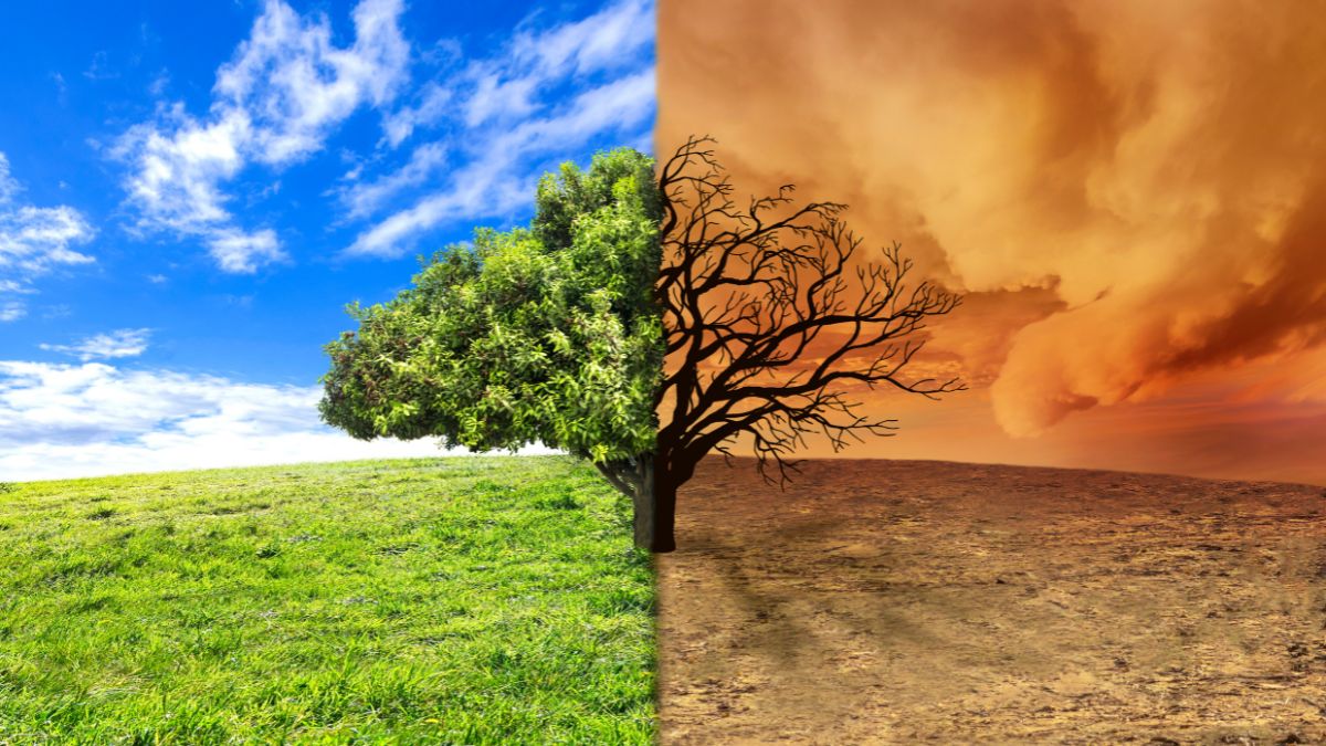 Eine geteilte Landschaft: links üppiges Grün, rechts trockene, karge Erde.
