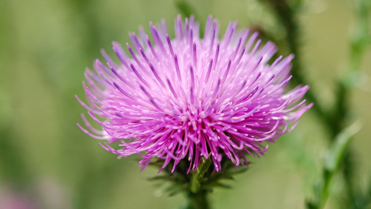 Eine detailreiche Aufnahme einer lila Mariendistelfblüte vor unscharfem Hintergrund.