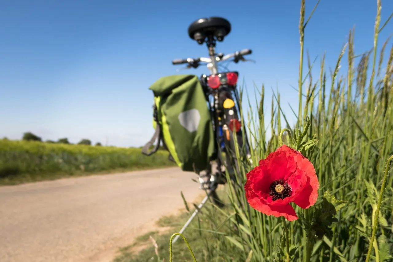 Ein roter Mohnblume vor einem Fahrrad auf einem Feldweg.