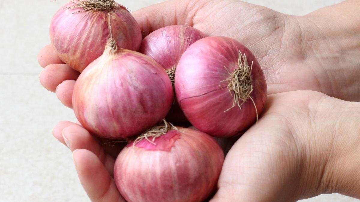 Eine Hand hält mehrere frische rote Zwiebeln, die gesundheitsfördernde Eigenschaften haben.