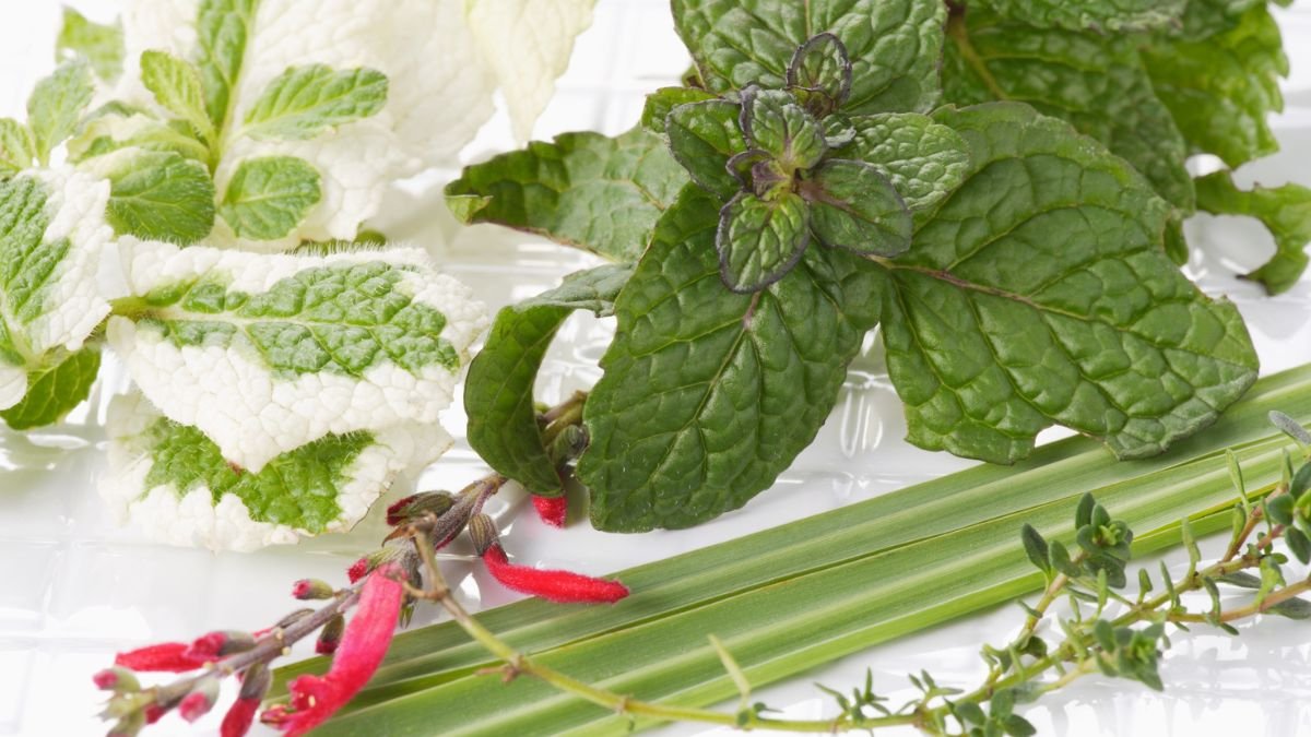 Frische Zitronenmelisse und andere Kräuter auf einem weißen Teller.