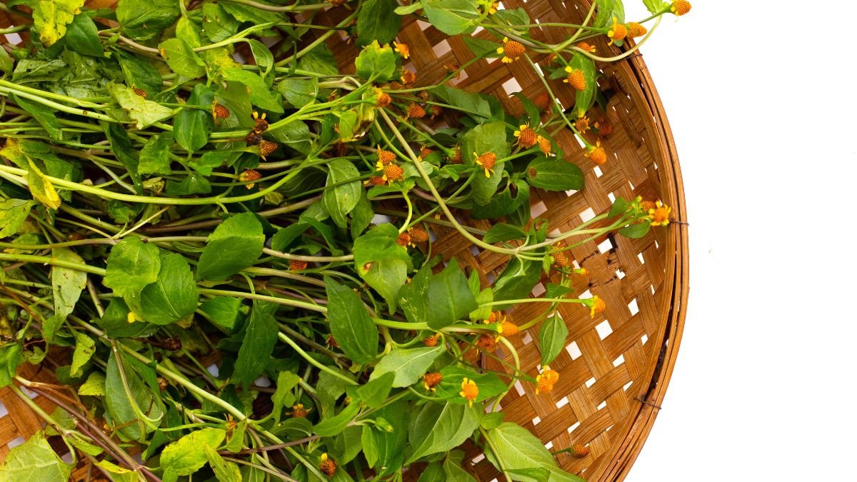 Frische Acmella-Pflanze mit grünen Blättern und orangefarbenen Blüten in einem Korb.