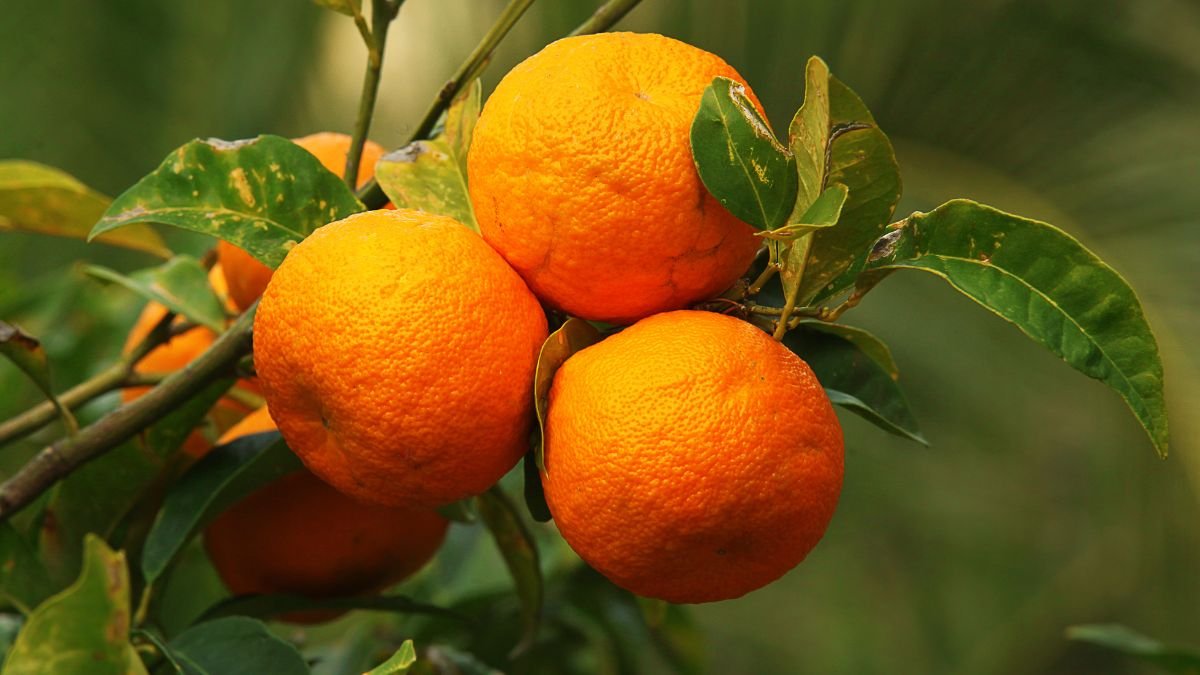 Reife Bitterorangen hängen an einem Baum, umgeben von grünen Blättern.