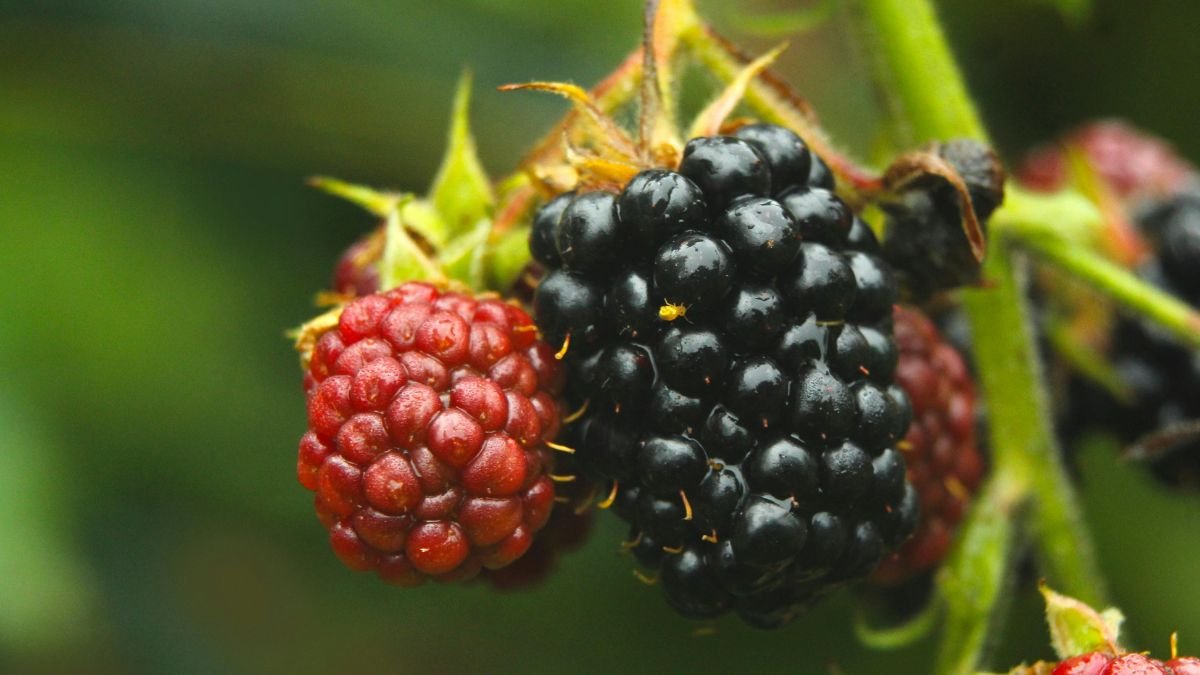 Reife und unreife Brombeeren an einem Strauch, umgeben von grünem Laub.