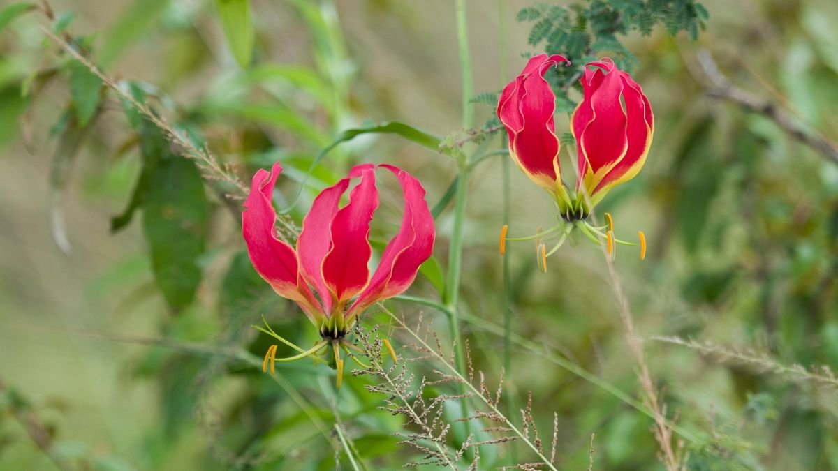 Zwei leuchtend rote Gloriosa-Blüten mit gelben Akzenten in der Natur.