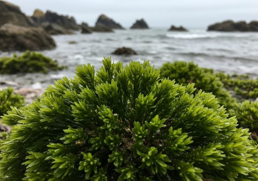 Eine grüne Algenart, Ascophyllum Nodosum, wächst an der Küste mit Meer im Hintergrund.
