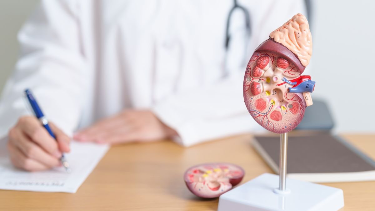 Ein anatomisches Modell der Nebennieren auf einem Tisch, während ein Arzt Notizen macht.