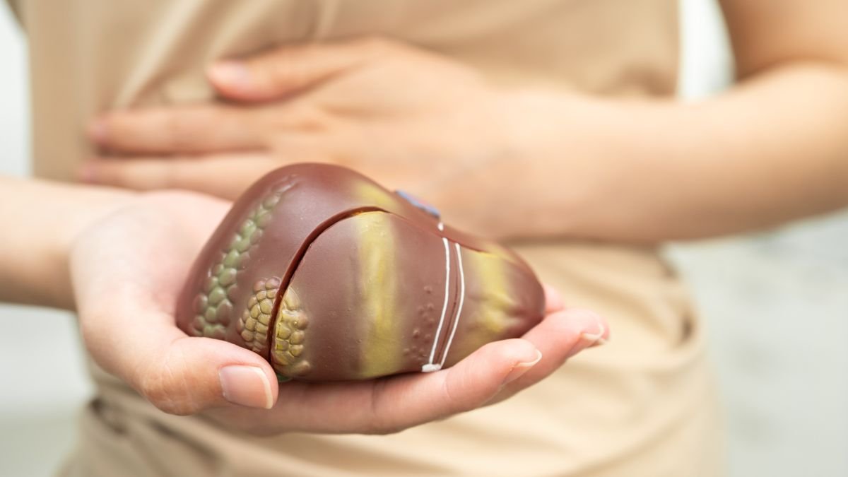 Eine Person hält ein Modell einer Leber in der Hand, symbolisiert Gesundheit.