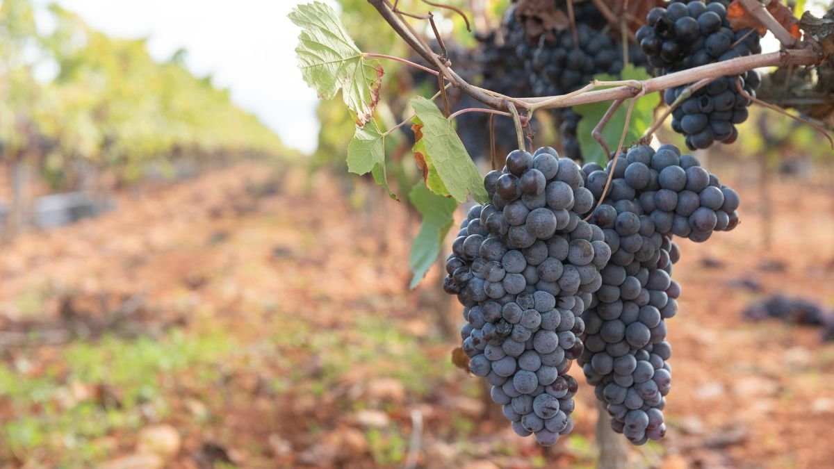 Dunkle Othello-Trauben hängen an einem Weinstock im Weinberg.