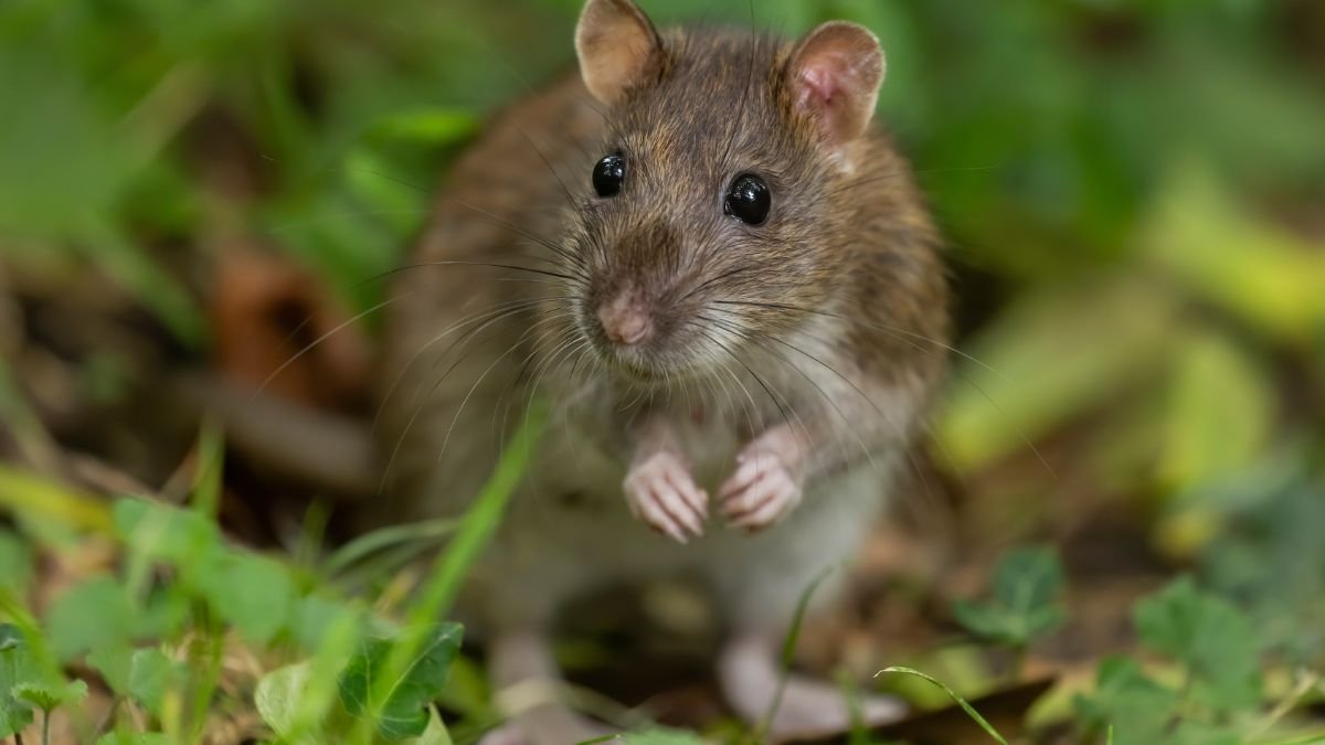 Eine neugierige Ratte steht aufrecht im Gras und schaut aufmerksam.