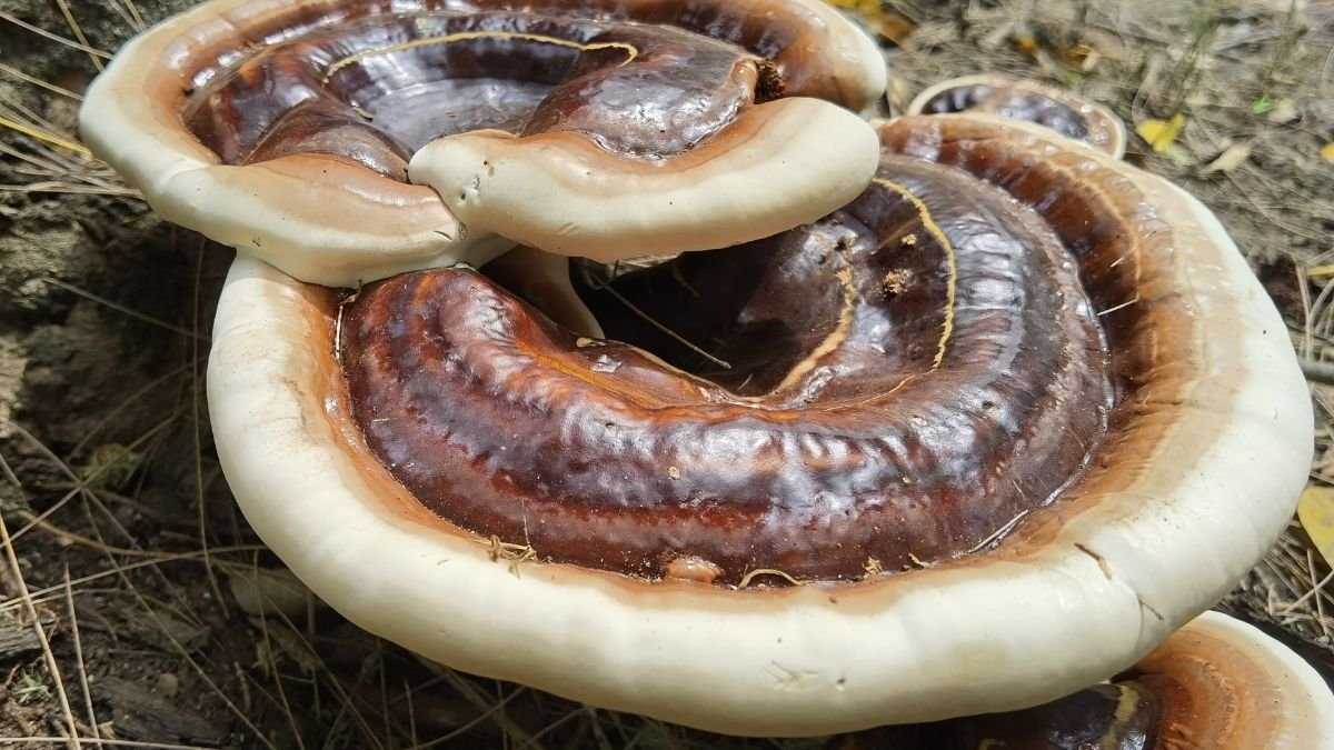 Nahaufnahme von Reishi-Pilzen mit glänzender, brauner Oberfläche und weißen Rändern.