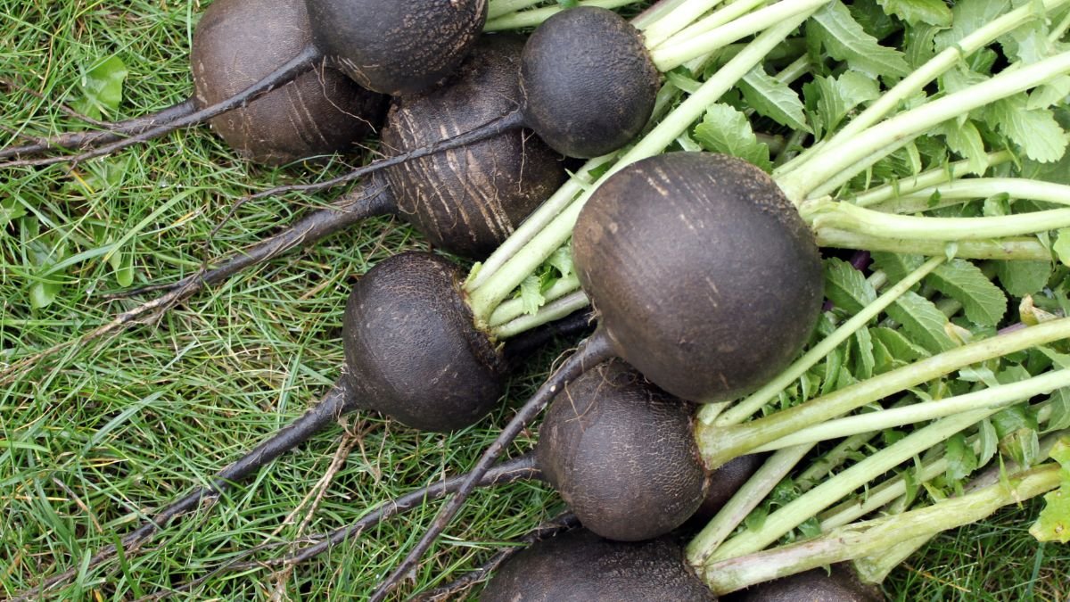 Schwarrettich-Wurzeln auf grünem Gras, frisch geerntet und gesund.