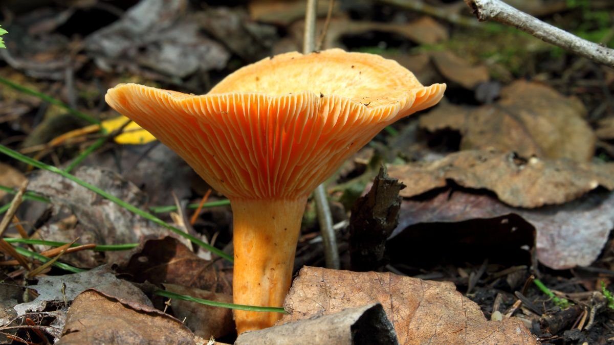 Ein leuchtend orangefarbener Tintling-Pilz wächst auf dem Waldboden zwischen Laub.
