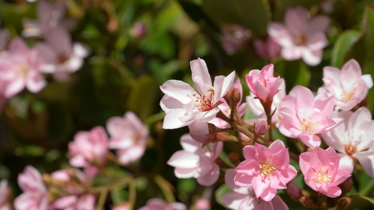 Zarte, rosa Blüten des Weißdorns, die in der Sonne blühen.