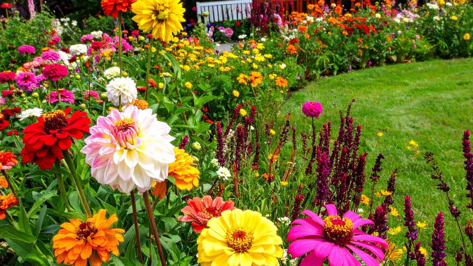 Bunte Blumen in einem Garten, der im August in voller Blüte steht.